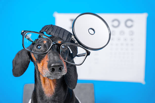 Playful dachshund wearing glasses and a head mirror, posing humorously against an eye chart backdrop, creating a delightful and whimsical scene.