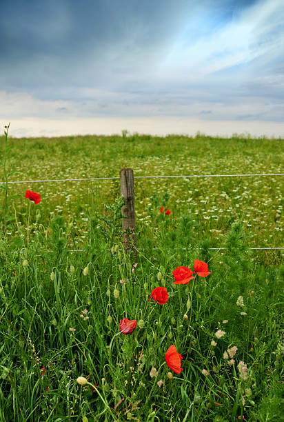 istock Lush meadow with poppy flowers blooming amid thriving greenery beneath a dramatic sky 2236640209