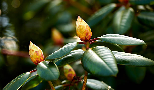 Rhododendron is a genus of 1,024 species of woody plants in the heath family, either evergreen or deciduous, and found mainly in Asia, although it is also widespread throughout the Southern Highlands of the Appalachian Mountains of North America.