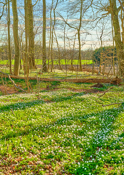 A tranquil image capturing a serene woodland scene in Denmark. Springtime brings forth a lush carpet of white flowers, commonly known as wood anemones (Anemone nemorosa), under the gentle canopy of trees.