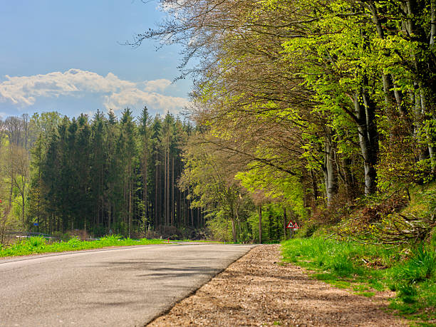 A quiet road bordered by a Danish forest featuring Fagus sylvatica (European beech) and Picea abies (Norway spruce) under a clear sky. Fresh spring greenery adds vibrancy to the tranquil scene. The photo is very sharp and detailed and taken with a medium format 100 MP camera using an original MF lens.