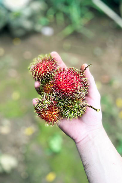 istock ripe fresh rambutan fruits in hand 2236645084