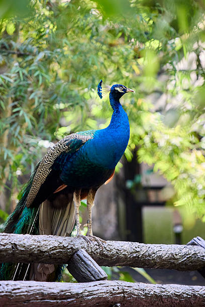 istock Male peacock sitting on a perch 2236646936