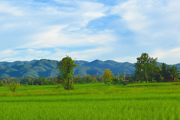Cho Hae Landscape, Phrae Province, Thailand, rice fields, trees and bushes, farmer house, forest, wooded mountains, impressive landscape, beautiful appearance, attraction, point of interest
