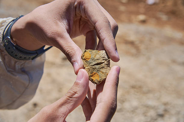 istock Hands examining an ancient fossil rock specimen 2236651697