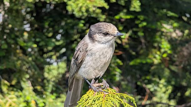 istock Closeup of a Canada Jay perching on a pine tree branch 2236651760