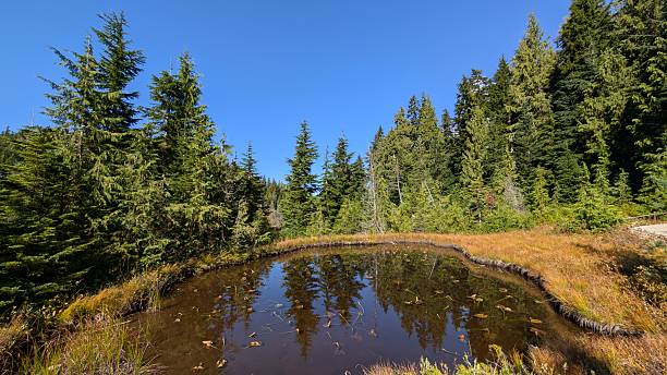 istock A calm tarn with reflections of surrounding trees and blue sky 2236651883