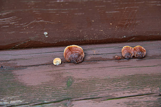 Fungus growing on a wet brown wooden board indicating moisture and decomposition