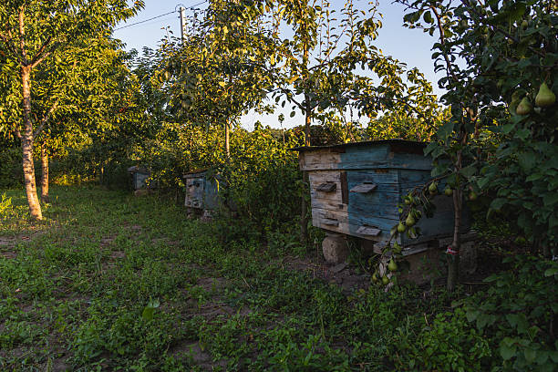Beehives rest among apple and pear trees as the sun sets. The peaceful orchard is alive with nature, offering a perfect environment for bees to work.