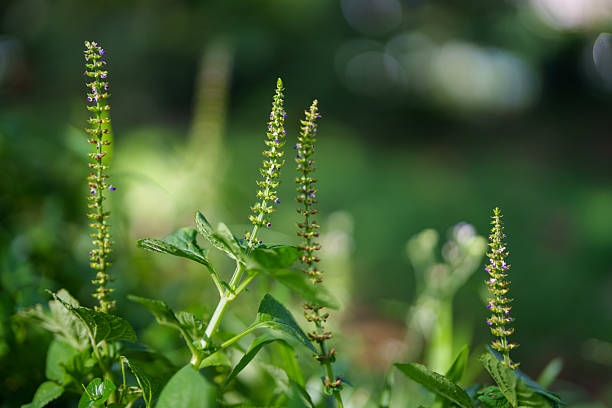 Close-up of small wildflower buds with green leaves and soft blurred background, showing freshness and tranquility in nature.