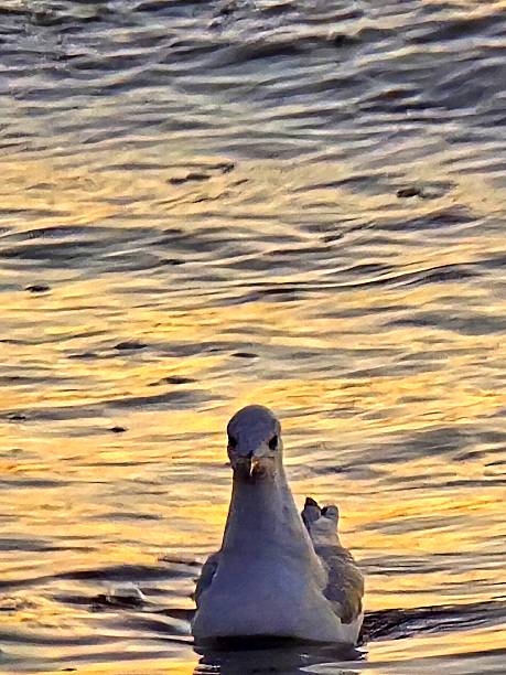 Calm sea waves at sunrise reflecting golden light. A seagull is positioned in the lower centre of the frame, with wide copy space across the water surface for text or design.
