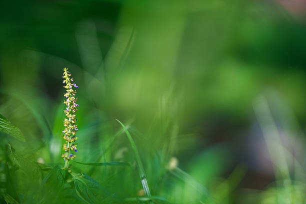 Close-up of small wildflower buds with green leaves and soft blurred background, showing freshness and tranquility in nature.