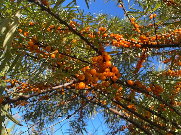 istock Ripe sea buckthorn berries on branch 2236655443