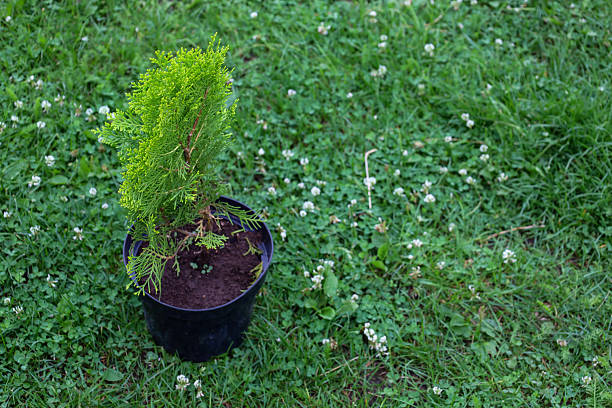 A coniferous sapling in a black pot sits on a green lawn, ready for planting. This shot symbolizes a new beginning, environmental care, and the process of greening.