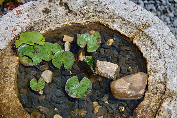 Lily pads floating in clear water with rocks in a natural stone basin