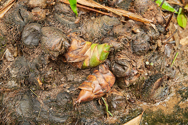 Bamboo shoots sprouting from the wet earth, symbolizing new beginnings and growth in nature