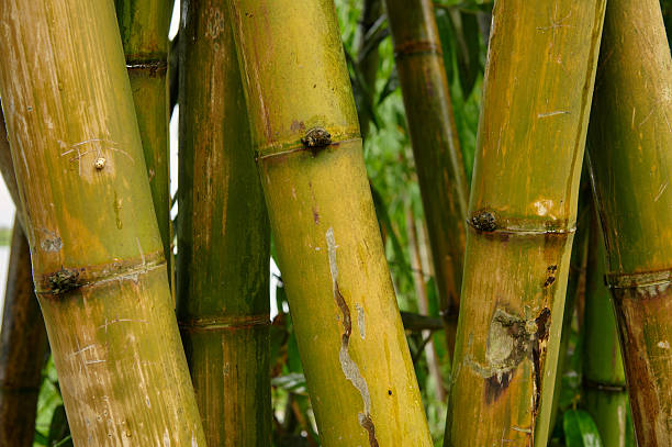 Green bamboo stalks covered in water droplets with a small ladybug crawling