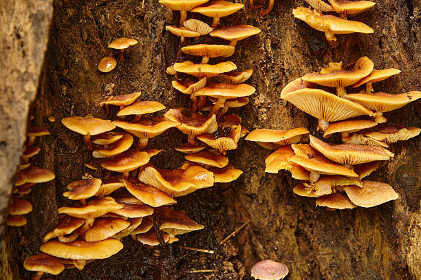 Orange mushrooms thriving on decaying wood, showing nature's decomposition process