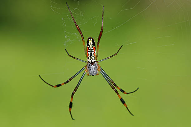 Giant wood spider in its web net in Khao Lak Amphoe Takua Pa Phang Nga Thailand in Southeast Asia.