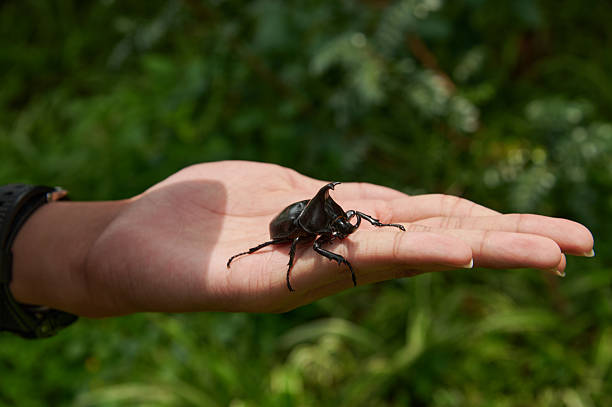 istock Rhinoceros beetle crawling on human hand outside 2236662944