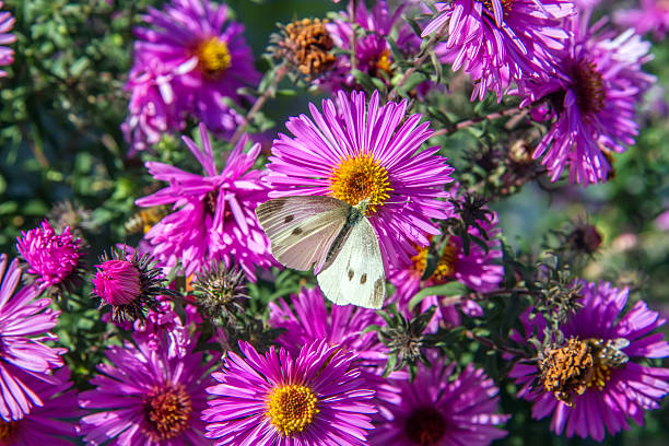 istock White butterfly on pink flowers of asters 2236662986