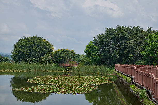 Park boardwalk extending over a tranquil pond with water lilies and green trees reflecting on the water