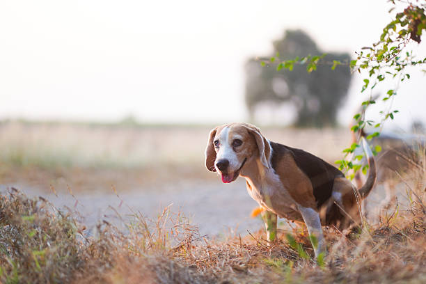 Beagle Dog Pooping in a Natural Outdoor Setting During a Sunny Day