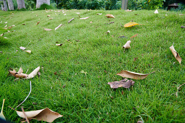 Green lawn covered with dry brown and yellow leaves in a park setting