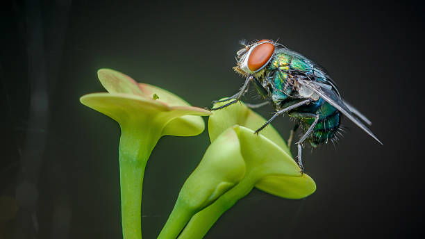 istock Fly resting on a green pitcher plant funnel 2236663782