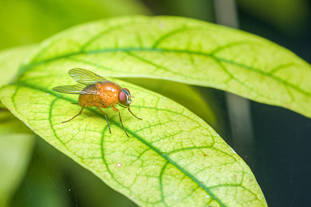 A fruit fly with red eyes on a green leaf.
