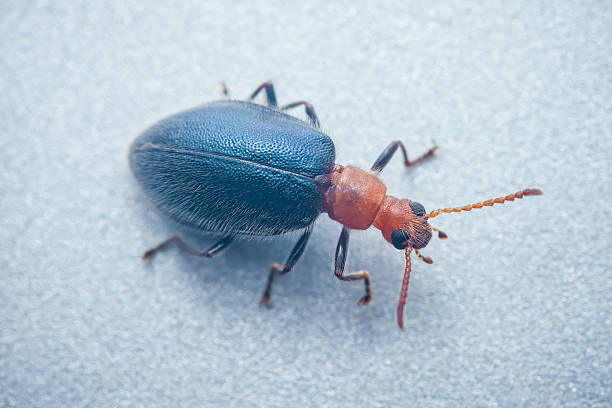 Blue beetle with red head and hairy body closeup