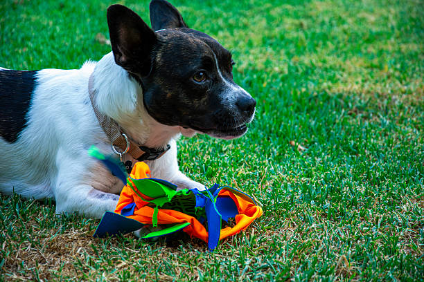 A cute male dog mix breed of jack russell, is playing with his toy on a lawn of grass.