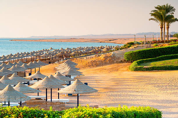 istock Seaside resort with palm trees on beach at sunrise, Egypt, Marsa Alam. 2236666375