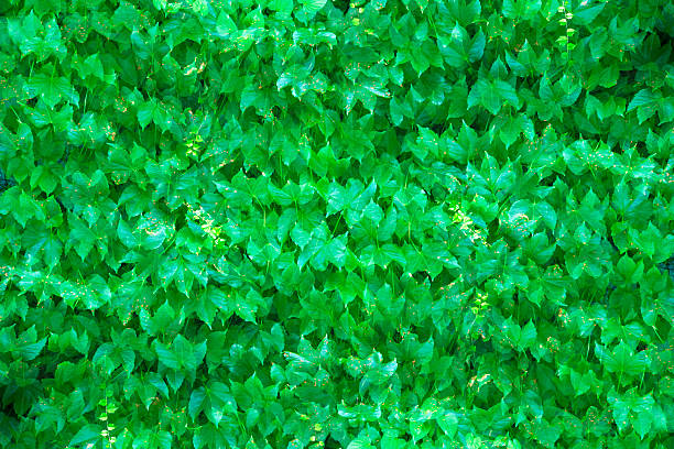 Fresh ivy on the wall abstract background.