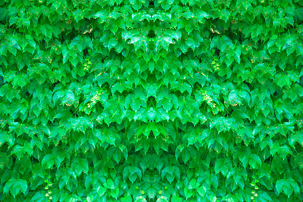 Fresh ivy on the wall abstract background.