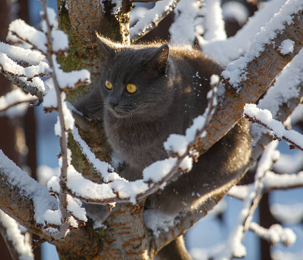 A grey cat is sitting on a tree branch covered in snow. The cat is looking at the camera