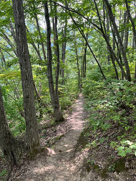 istock The forest view of Yamagata 2236668657