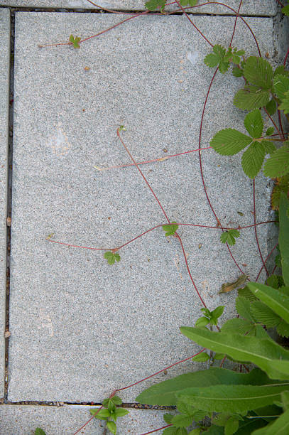 Grass broke through the crack in the pavement. Power of nature