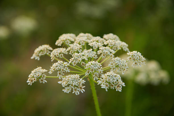 istock Wild white cow parsley blooming in summer meadow 2236670958