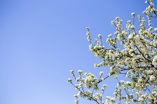 White apple tree flowers in sunlight on bright blue sky, perfect for springtime themes.