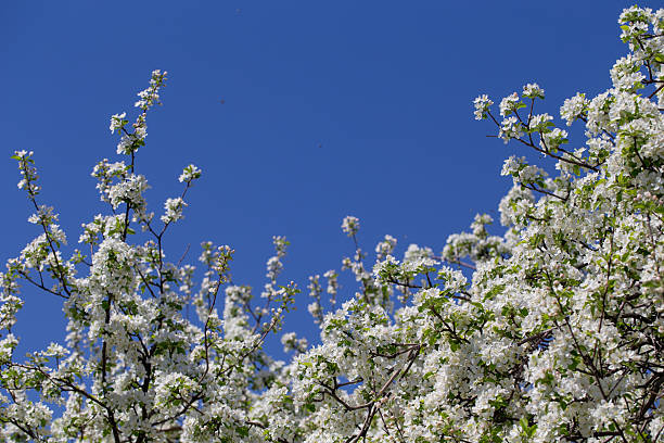 istock Bright apple tree flowers bloom, signaling the arrival of spring. 2236671149