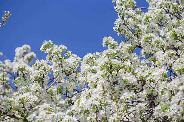 istock Natural spring background with apple blossoms and deep blue sky, floral landscape image. 2236671154