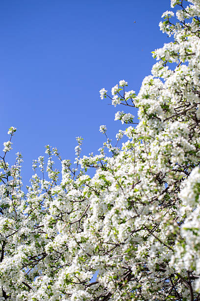 istock Bright apple tree flowers bloom, signaling the arrival of spring. 2236671159