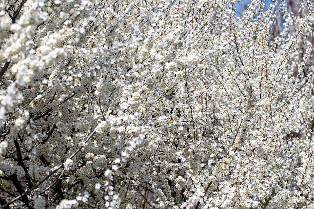 istock Blooming tree branches against clear blue sky. Spring, nature, freshness and calmness. 2236671220