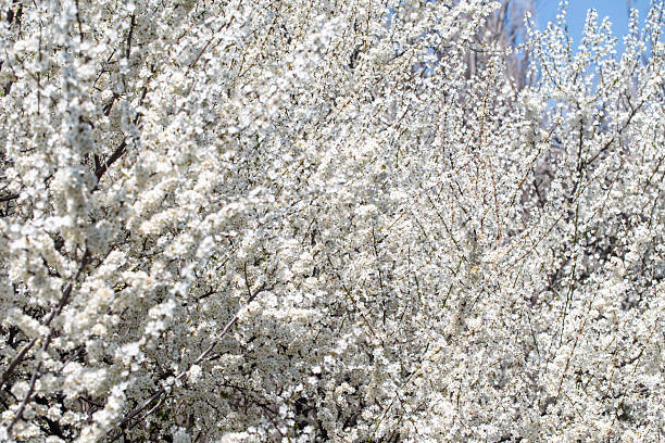 istock Cherry tree branches reaching toward a pastel blue sky, expressing calm and elegance. 2236671231