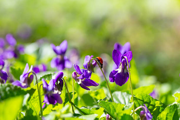 Spring flowers. Violet violets flowers bloom in the spring forest. Viola odorata