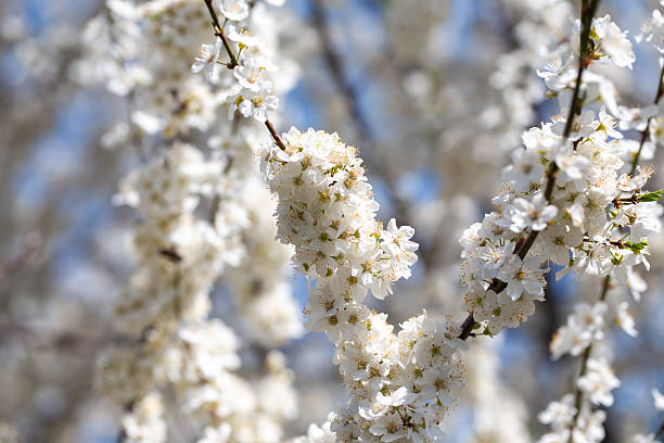 istock Blooming tree branches against clear blue sky. Spring, nature, freshness and calmness. 2236671233