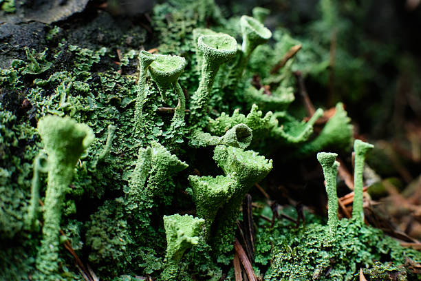 Detailed macro photograph of lichen and moss on damp forest ground, showing textured growth patterns and small pine needles. Captured in a German woodland environment, this abstract close-up emphasizes the natural textures and green tones of European forest vegetation.