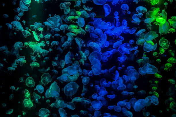 Jellyfish with neon glow light effect in the aquarium