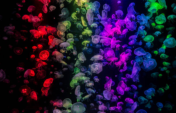 istock Jellyfish with neon glow light effect in the aquarium 2236671490